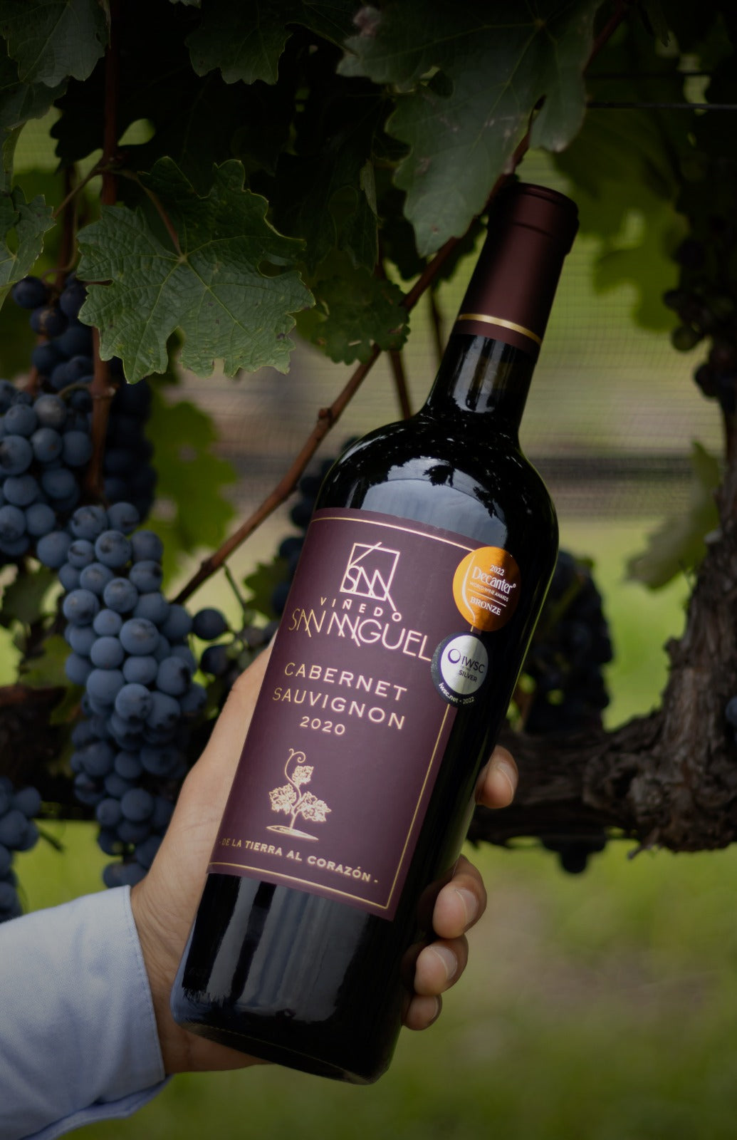 Viva La Vid - Agosto 2025