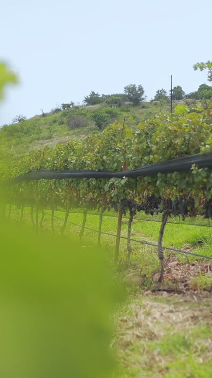 Experiencia San Miguel